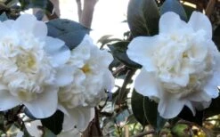 Fifth Avenue White Camellia Japonica - 1 Gallon Pot 9 Fifth Avenue White Camellia Japonica - 1 Gallon Pot -Breeze Sprout Sales Camellia Fifth Avenue 21 1