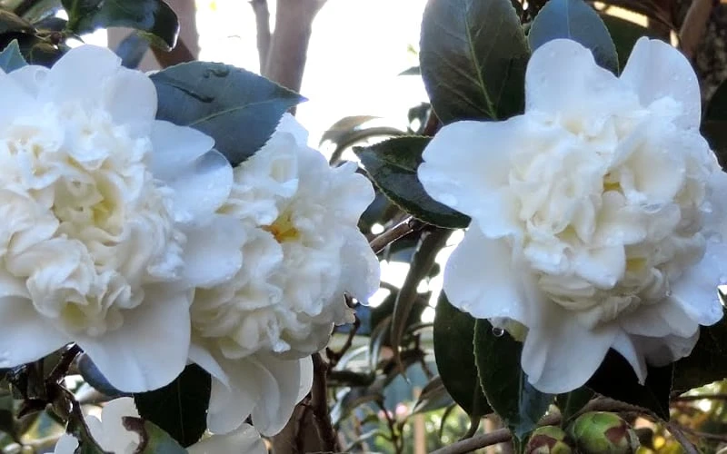 Fifth Avenue White Camellia Japonica - 3 Gallon Pot 5 Fifth Avenue White Camellia Japonica - 3 Gallon Pot - Image 5