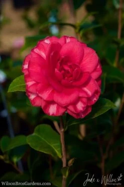 Glen 40 Camellia Japonica - 1 Gallon Pot -Breeze Sprout Sales Camellia Glen 40 JW 1