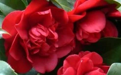 Governor Mouton Red Camellia Japonica - 1 Gallon Pot -Breeze Sprout Sales Camellia Governor Mouton 1 1