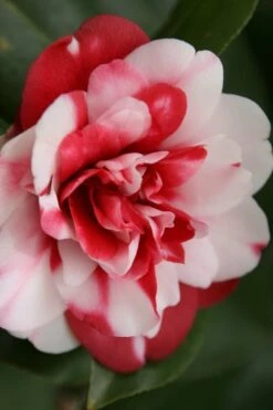 Governor Mouton Red Camellia Japonica - 1 Gallon Pot -Breeze Sprout Sales Camellia Governor Mouton 7 1