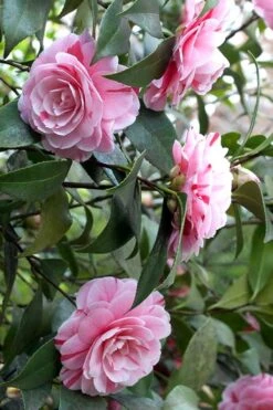 LA Peppermint Camellia Japonica - 1 Gallon Pot -Breeze Sprout Sales Camellia La Peppermint 1