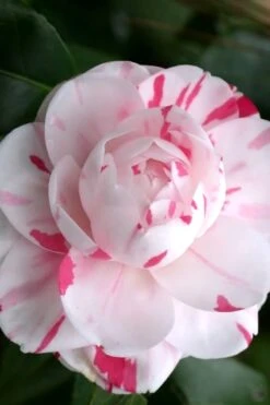 LA Peppermint Camellia Japonica - 1 Gallon Pot -Breeze Sprout Sales Camellia La Peppermint 2