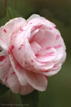 LA Peppermint Camellia Japonica - 1 Gallon Pot -Breeze Sprout Sales Camellia La Peppermint 4