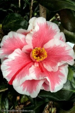 Lady Vansittart Multicolor Camellia Japonica - 6 Pack Of 1 Gallon Pots 10 Lady Vansittart Multicolor Camellia Japonica - 6 Pack Of 1 Gallon Pots -Breeze Sprout Sales Camellia Lady Vansittart 12 1