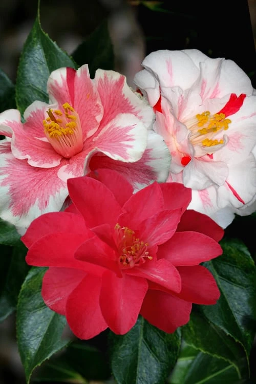 Lady Vansittart Multicolor Camellia Japonica - 6 Pack Of 1 Gallon Pots 1 Lady Vansittart Multicolor Camellia Japonica - 6 Pack Of 1 Gallon Pots