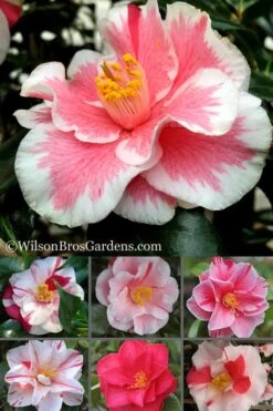 Lady Vansittart Multicolor Camellia Japonica - 2 Gallon Pot -Breeze Sprout Sales Camellia Lady Vansittart 500x750 1