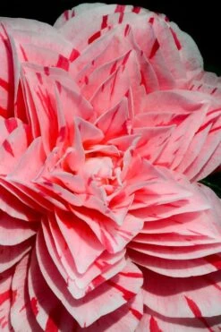 Les Marbury Camellia Japonica - 1 Gallon Pot