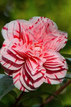 Les Marbury Camellia Japonica - 1 Gallon Pot 8 Les Marbury Camellia Japonica - 1 Gallon Pot -Breeze Sprout Sales Camellia Les Marbury 2
