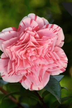 Les Marbury Camellia Japonica - 1 Gallon Pot 9 Les Marbury Camellia Japonica - 1 Gallon Pot -Breeze Sprout Sales Camellia Les Marbury 3