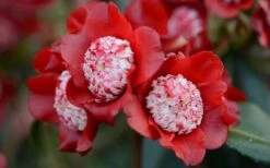 Lipstick Red Camellia Japonica - 3 Gallon Pot -Breeze Sprout Sales Camellia Lipstick 2
