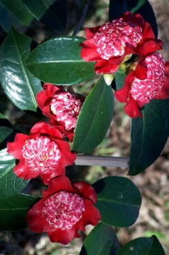 Lipstick Red Camellia Japonica - 3 Gallon Pot -Breeze Sprout Sales Camellia Lipstick 3