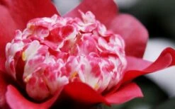 Lipstick Red Camellia Japonica - 3 Gallon Pot -Breeze Sprout Sales Camellia Lipstick 4