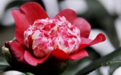 Lipstick Red Camellia Japonica - 3 Gallon Pot -Breeze Sprout Sales Camellia Lipstick 5