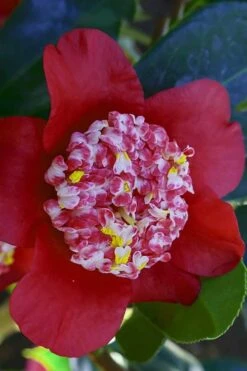 Lipstick Red Camellia Japonica - 3 Gallon Pot -Breeze Sprout Sales Camellia Lipstick 6