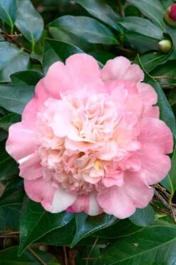 Look Again Camellia Japonica - 3 Gallon Pot -Breeze Sprout Sales Camellia Look Again 1