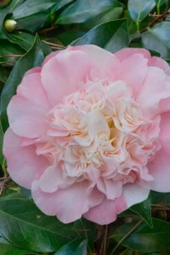 Look Again Camellia Japonica - 1 Gallon Pot