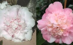 Look Again Camellia Japonica - 1 Gallon Pot -Breeze Sprout Sales Camellia Look Again 4 1
