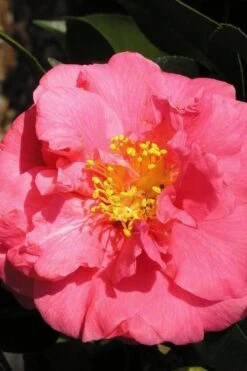 Maidens Of Great Promise Camellia - Japonica - 1 Gallon Pot -Breeze Sprout Sales Camellia Maidens Of Great Promise 10