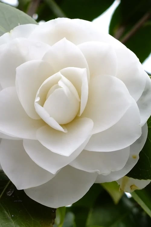 Morning Glow Camellia Japonica - 2 Gallon Pot 1 Morning Glow Camellia Japonica - 2 Gallon Pot