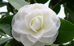 Morning Glow Camellia Japonica - 1 Gallon Pot 8 Morning Glow Camellia Japonica - 1 Gallon Pot -Breeze Sprout Sales Camellia Morning Glow 800x500 2