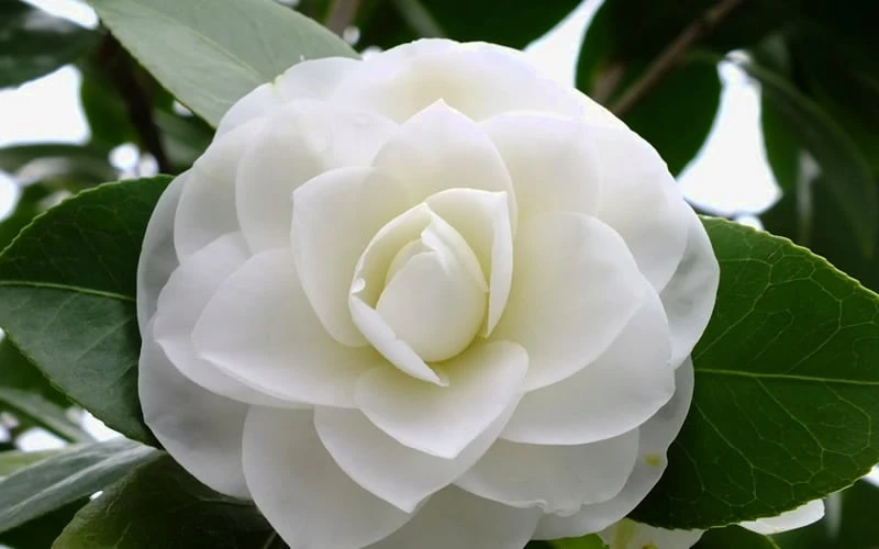 Morning Glow Camellia Japonica - 1 Gallon Pot 4 Morning Glow Camellia Japonica - 1 Gallon Pot - Image 4