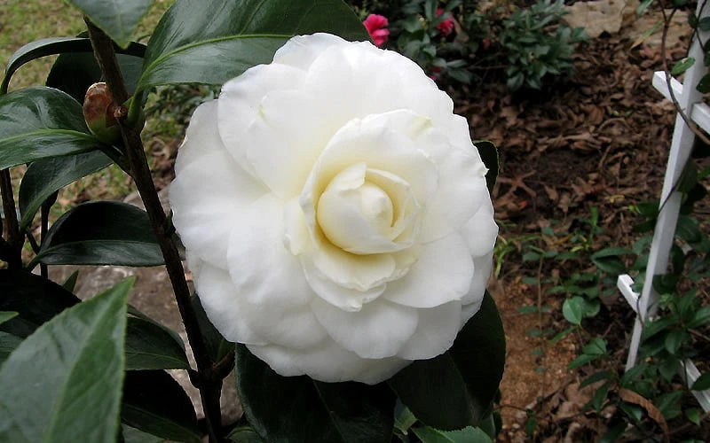 Morning Glow Camellia Japonica - 1 Gallon Pot 5 Morning Glow Camellia Japonica - 1 Gallon Pot - Image 5