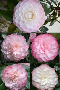Nuccio's Pearl Camellia Japonica - 1 Gallon Pot -Breeze Sprout Sales Camellia Nuccios Pearl 1