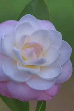 October Affair Camellia Japonica - 3 Gallon Pot 10 October Affair Camellia Japonica - 3 Gallon Pot -Breeze Sprout Sales Camellia October Affair 6