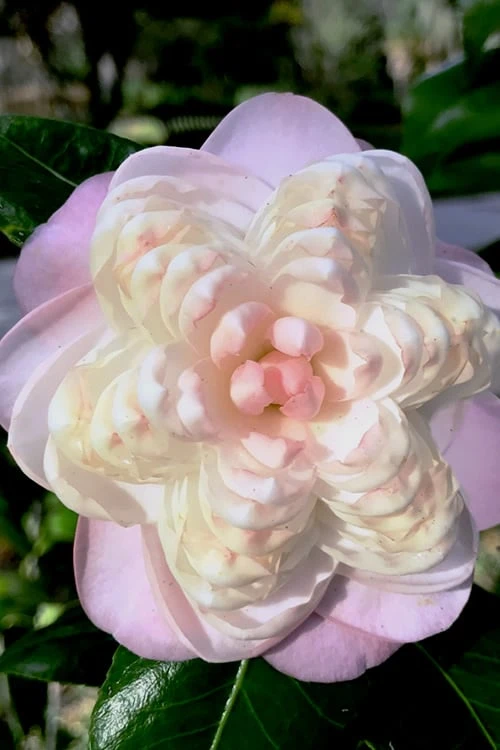 October Affair Camellia Japonica - 3 Gallon Pot 1 October Affair Camellia Japonica - 3 Gallon Pot