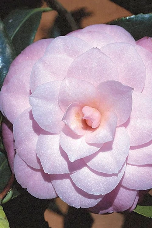 October Affair Camellia Japonica - 3 Gallon Pot 6 October Affair Camellia Japonica - 3 Gallon Pot - Image 6