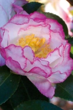 October Magic Inspiration Camellia - 3 Gallon Pot -Breeze Sprout Sales Camellia October Inspiration