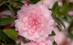 October Magic Pink Perplexion Camellia - 3 Gallon Pot 7 October Magic Pink Perplexion Camellia - 3 Gallon Pot -Breeze Sprout Sales Camellia October Magic Pink Perplexion 1