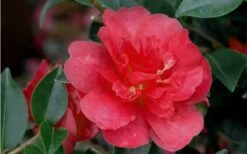 October Magic Rose Camellia - 2 Gallon Pot -Breeze Sprout Sales Camellia October Magic Rose Closeup Flower 2