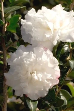 October Magic Snow Camellia - 2 Gallon Pot -Breeze Sprout Sales Camellia October Magic Snow 500x750 1