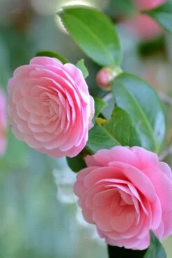 Otome Pink Camellia Japonica - 3 Gallon Pot -Breeze Sprout Sales Camellia Otome 1