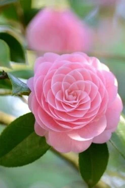 Otome Pink Camellia Japonica - 3 Gallon Pot -Breeze Sprout Sales Camellia Otome 2