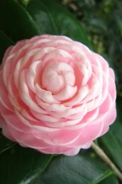 Pink Perfection Camellia Japonica - 1 Gallon Pot -Breeze Sprout Sales Camellia Pink Perfection 27