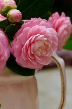Pink Perfection Camellia Japonica - 1 Gallon Pot -Breeze Sprout Sales Camellia Pink Perfection 29