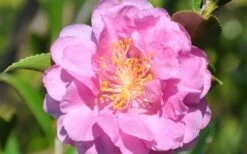 Pink Stella Camellia Sasanqua - 2 Gallon Pot -Breeze Sprout Sales Camellia Pink Stella