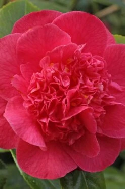 Red Fellow Camellia Japonica - 1 Gallon Pot 7 Red Fellow Camellia Japonica - 1 Gallon Pot -Breeze Sprout Sales Camellia Red Fellow 1