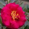 Reverend Ida Red ShiShi Gashira Dwarf Camellia Sasanqua - 3 Gallon Pot