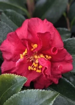 Reverend Ida Red ShiShi Gashira Dwarf Camellia Sasanqua - 3 Gallon Pot -Breeze Sprout Sales Camellia Reverend Ida 3