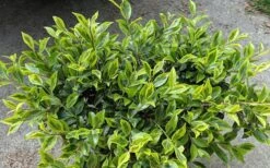 Royal Flush Shi Shi Variegated Camellia Sasanqua - 3 Gallon Pot -Breeze Sprout Sales Camellia Royal Flush Shi Shi 2