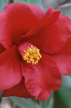 Royal Velvet Red Camellia Japonica - 7 Gallon Pot -Breeze Sprout Sales Camellia Royal Velvet 2