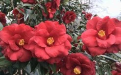 Royal Velvet Red Camellia Japonica - 7 Gallon Pot -Breeze Sprout Sales Camellia Royal Velvet 3