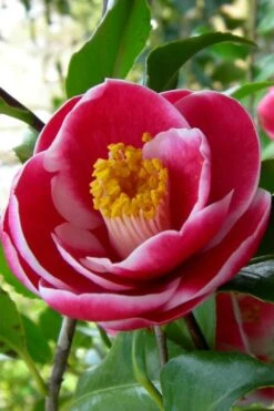 Sadaharu Oh Camellia - 7 Gallon Pot (3-4') -Breeze Sprout Sales Camellia Sadaharu Oh 6