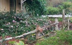 Sarrel Dwarf Camellia Sasanqua - 1 Gallon Pot -Breeze Sprout Sales Camellia Sarrel 5