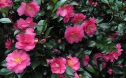 Shishi Gashira Dwarf Camellia Sasanqua - 2.5 Quart Pot -Breeze Sprout Sales Camellia Shishi Gashira 24 1