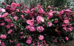 Shishi Gashira Dwarf Camellia Sasanqua - 2 Gallon Pot -Breeze Sprout Sales Camellia Shishi Gashira 3